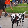 dog walk 2013-5097